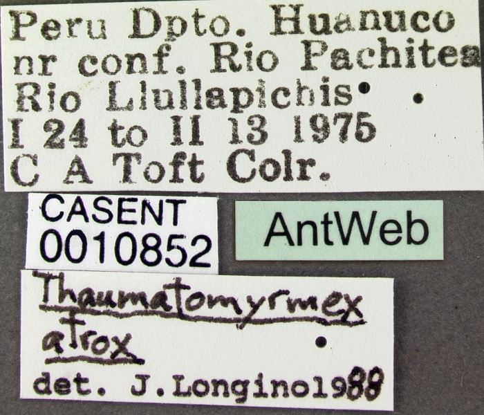 File:Thaumatomyrmex atrox casent0010852 label 1.jpg