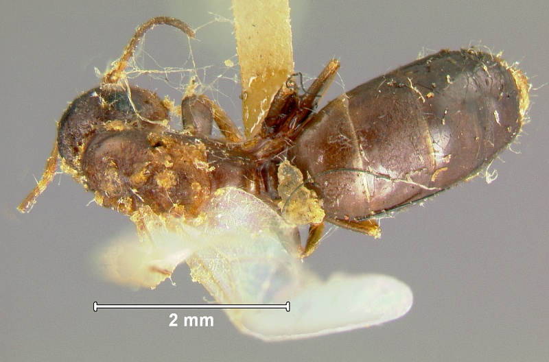 File:Camponotus-rothneyiQD2.5.jpg