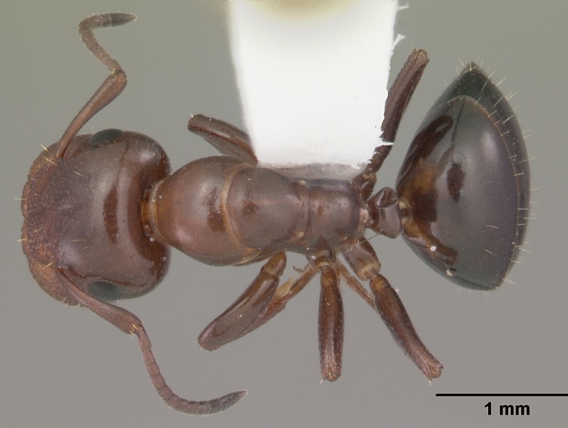 File:Camponotus impressus casent0103678 dorsal 1.jpg