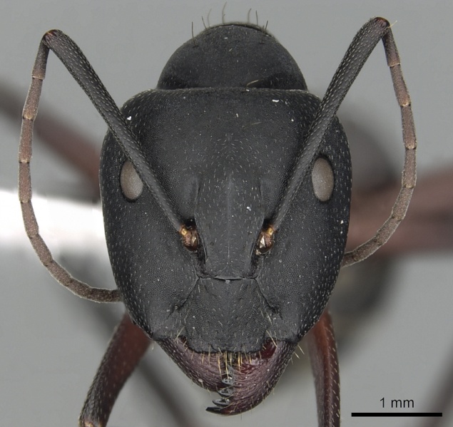 File:Camponotus pexus casent0249973 h 1 high.jpg