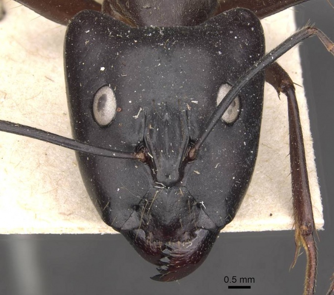 File:Camponotus pompeius casent0910074 h 1 high.jpg