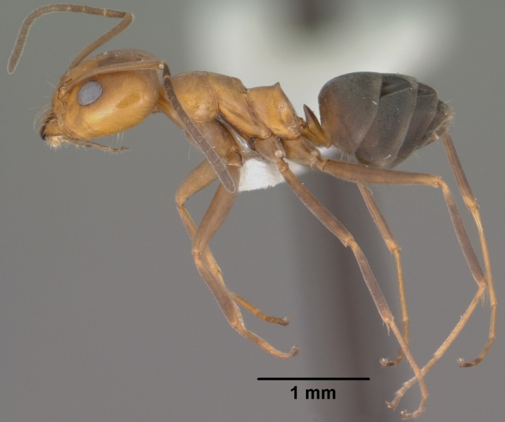 File:Dorymyrmex bicolor casent0102752 profile 1.jpg