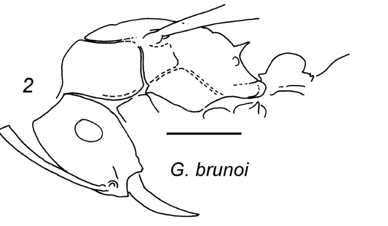 File:Lattke 2002-3 Gnamptogenys-brunoi.jpg