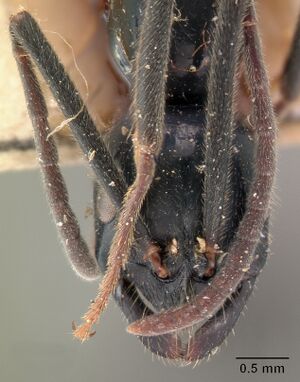 Leptogenys coerulescens casent0102027 head 1.jpg