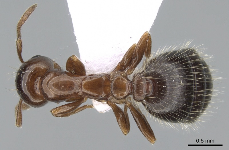 File:Monomorium creticum casent0281549 d 1 high.jpg