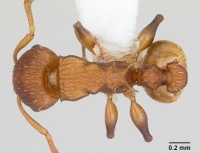 Nesomyrmex spininodis casent0173995 dorsal 1.jpg