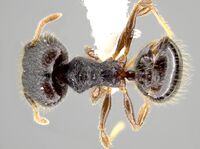 Pheidole atitlana CASENT0612671 d.jpg