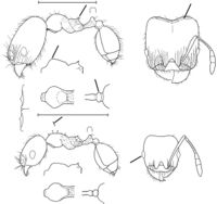 Pheidole aurea Wilson 2003.jpg