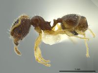 Pheidole ceibana jtlc000016343 p 1 high.jpg