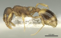 Temnothorax laconicus casent0906682 p 1 high.jpg