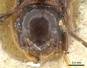 Crematogaster longispina casent0902156 h 1 high.jpg