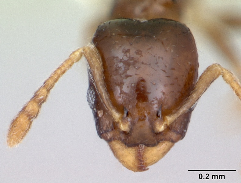 File:Gauromyrmex acanthinus casent0172788 head 1.jpg