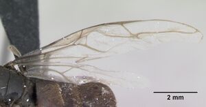 Lasius platythorax casent0172748 profile 2.jpg