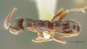 Myopias cribriceps had.jpg