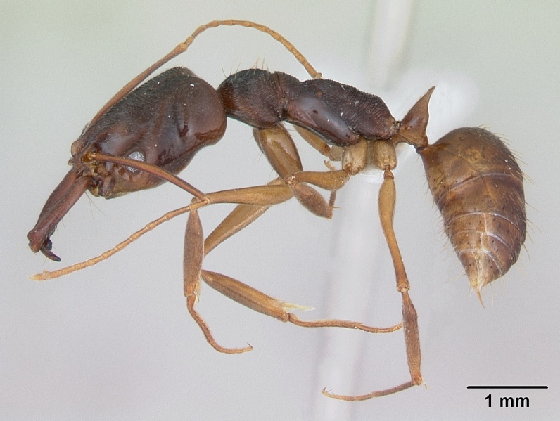 File:Odontomachus meinerti casent0173538 profile 1.jpg