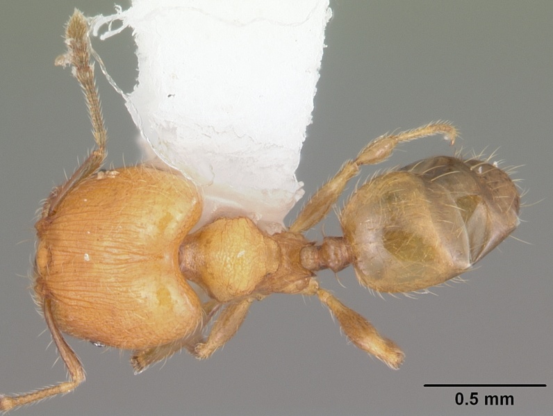 File:Pheidole flavens casent0104398 dorsal 1.jpg