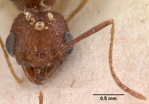 Pheidole oculata casent0102052 head 2.jpg