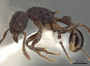 Tetramorium palaense casent0901073 p 1 high.jpg