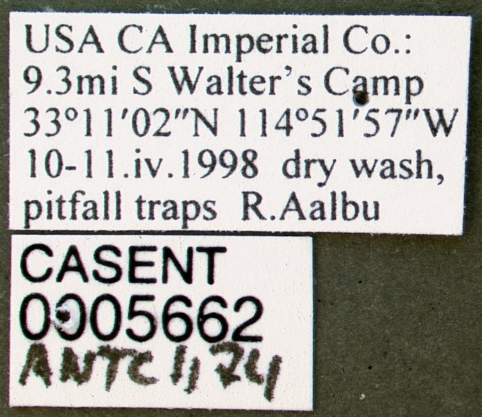 File:Acromyrmex versicolor casent0005662 label 1.jpg