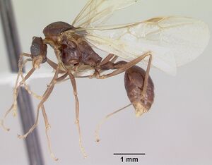 Aphaenogaster ashmeadi casent0104854 profile 2.jpg