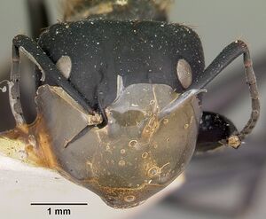 Camponotus darwinii rubropilosus casent0104629 head 1.jpg
