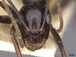 Camponotus picipes casent0910015 h 1 high.jpg