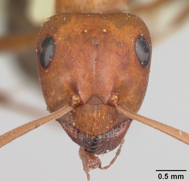 File:Formica prociliata casent0103379 head 1.jpg