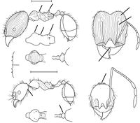 Pheidole chilensis Wilson 2003.jpg