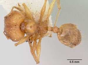 Pheidole sikorae casent0101692 dorsal 1.jpg