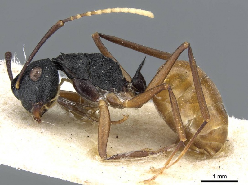 File:Polyrhachis luteogaster casent0905567 p 1 high.jpg