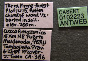 Probolomyrmex boliviensis casent0102223 label 1.jpg