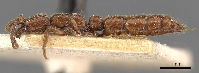 File:Sphinctomyrmex taylori casent0907046 p 1 high.jpg