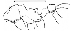 Trachymyrmex compactus P.png