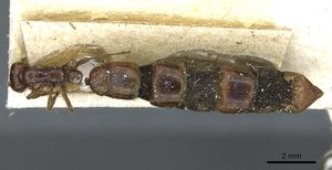 Aenictus congolensis casent0911419 d 1 high.jpg