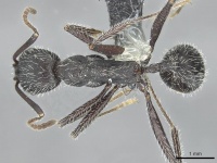 Aphaenogaster sicardi casent0913793 d 1 high.jpg