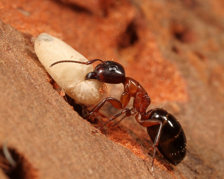 File:Camponotus-nearcticus 8786.jpg