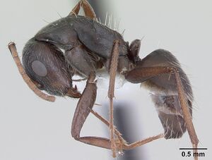 Camponotus hispidus casent0173423 profile 1.jpg