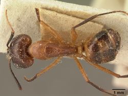 Camponotus hova casent0101099 dorsal 1.jpg