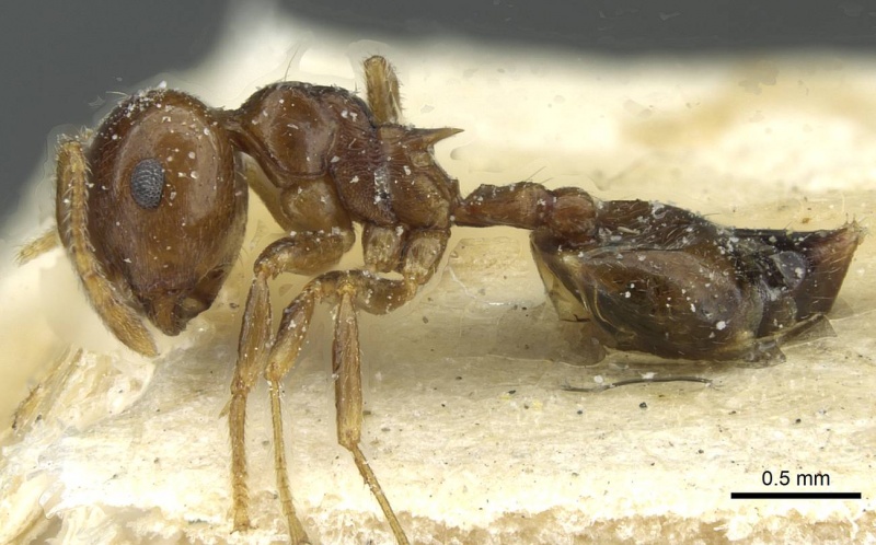 File:Crematogaster juventa casent0912802 p 1 high.jpg