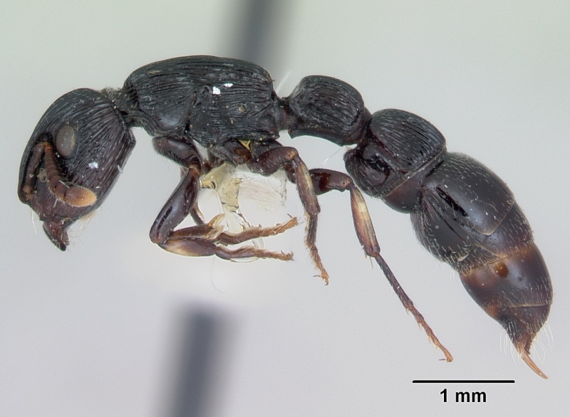 File:Cylindromyrmex whymperi casent0006105 profile 1.jpg