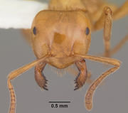 Lasius interjectus casent0103545 head 1.jpg