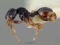 Myrmecina curtisi castype06969 profile 1.jpg