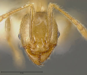 Pheidole hasticeps casent0635471 h 1 high.jpg