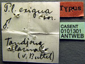 Plagiolepis exigua casent0101301 label 1.jpg
