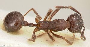 Aphaenogaster caeciliae focol0496 d 1 high.jpg