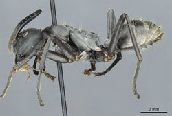 Camponotus bucneri griseus casent0912090 p 1 high.jpg