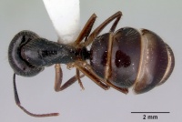 Camponotus evae casent0172145 dorsal 1.jpg