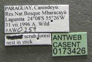 Camponotus iheringi casent0173426 label 1.jpg