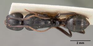 Camponotus mocquerysi casent0102098 dorsal 1.jpg