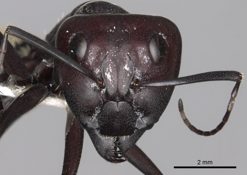 File:Camponotus storeatus casent0280309 h 1 high.jpg